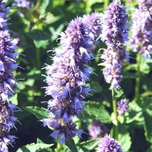Agastache - Le pot de 3 litres