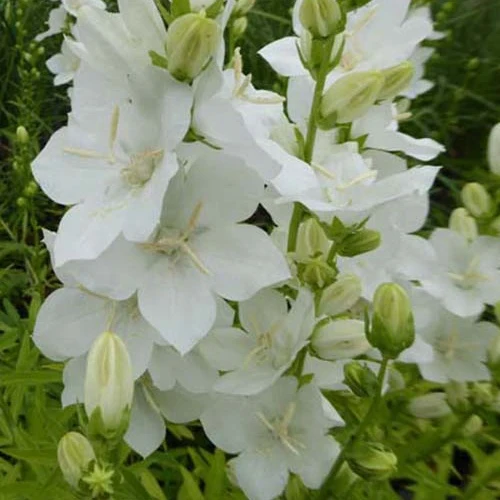 Campanule à fleurs larges Alba Campanula latiloba alba