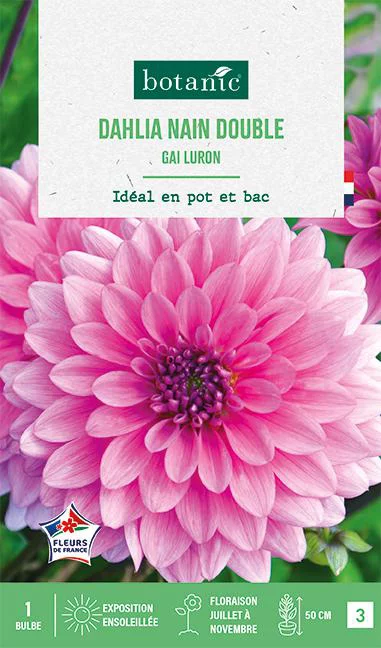 Bulbe de fleurs Dalhia nain double Gai luron botanic® - 1 bulbe