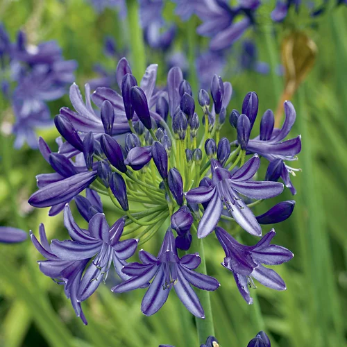 Agapanthus X Lapis Lazuli (Bleu). Le pot de 1 litre