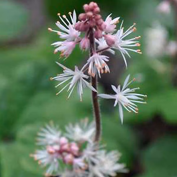 6 x Tiarelle cordifoliée 'Oakleaf' – Tiarella cordifolia 'Oakleaf', godet 9cm x 9cm