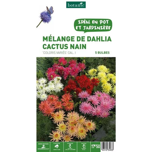 Mélange dahlia Cactus nain botanic® - 5 bulbes