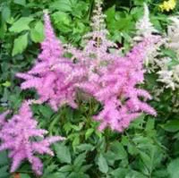 Astilbe - Le pot de 2,5 litres