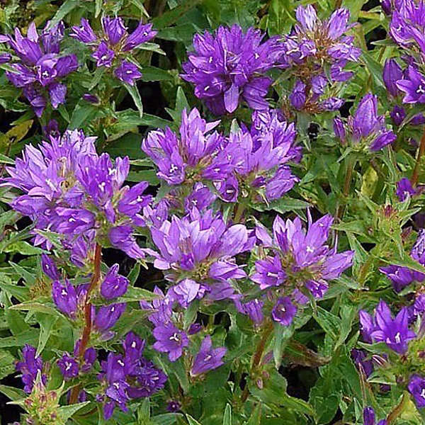 6 x Campanule à bouquets 'Acaulis' – Campanula glomerata 'Acaulis' | godet 9cm x 9cm