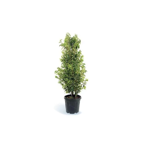 PRUNUS LUSITANICA