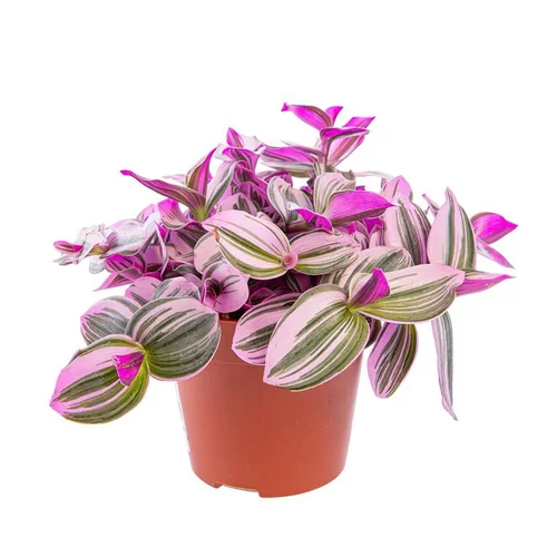 Tradescantia Nanouk. Le pot Ø 12 cm