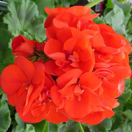 Géranium Zonal à fleurs multicolores - La barquette de 6 plants
