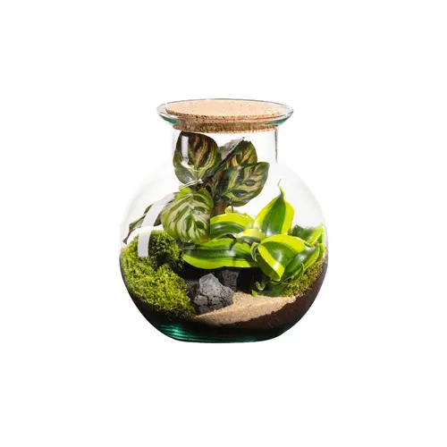 Terrarium autonome botanic® Havana Cala - Taille S Ø 19 cm H 20 cm