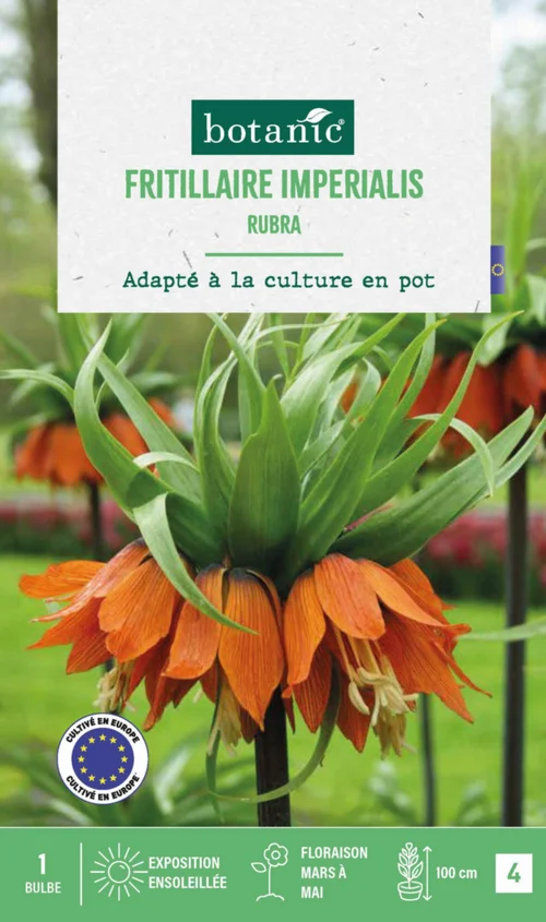 Fritillaire Rubra botanic® - 1 bulbe