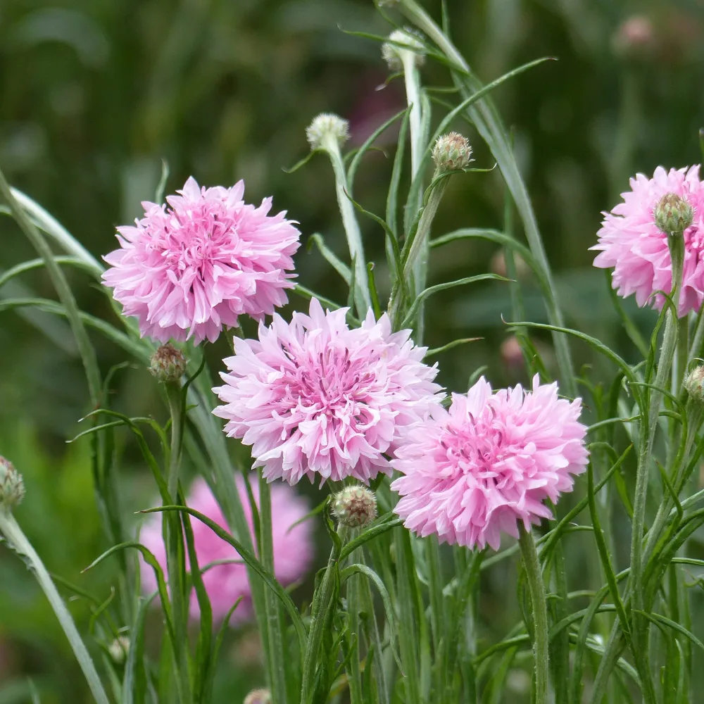 Centaurée barbeau Pinkie Centaurea cyanus 'Pinkie'