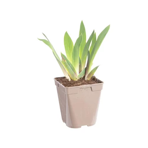 Iris des jardins Stepping Out - Le pot de 2 litres