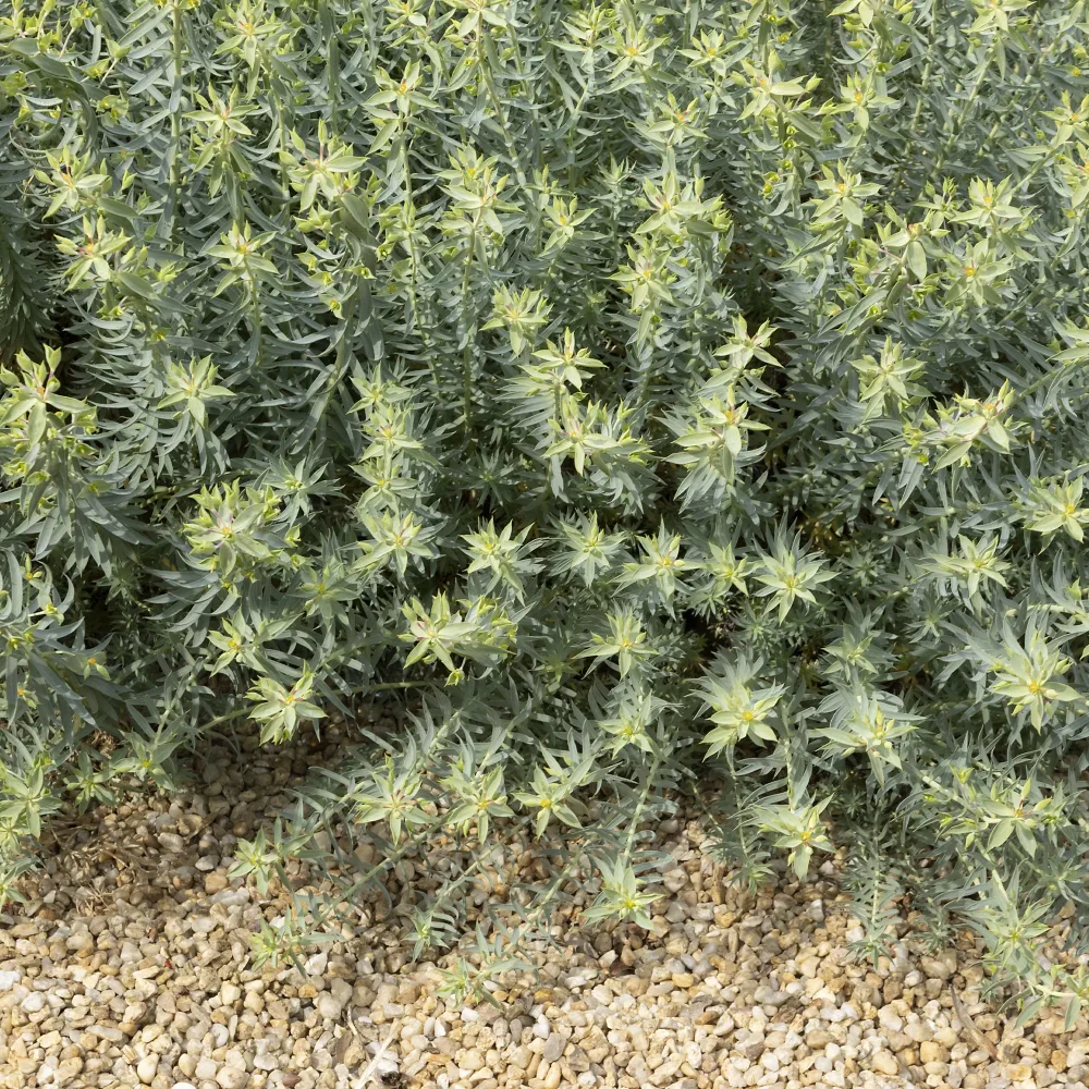 Euphorbe des Baléares Euphorbia pithyusa ssp. cupanii ponte leccia