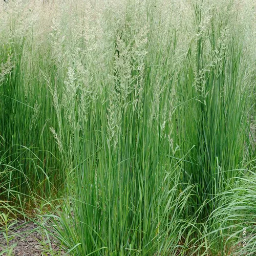 Canche Cespiteuse verte botanic®. Le pot de 2 litres