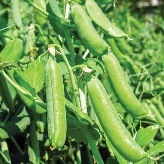 Sima-erwt bio – Reproduceerbaar zaad van lage wintererwt