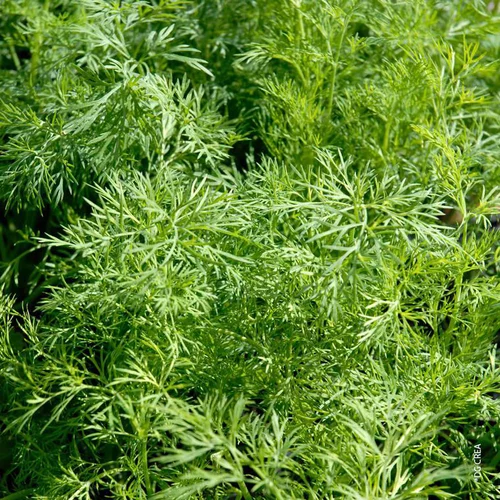 Aneth Bio. Le pot de 1 litre