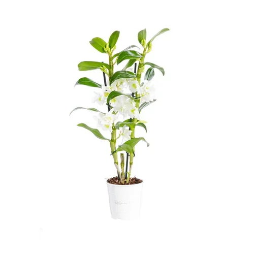 Orchidée Dendrobium Nobile 2 branches pot Ø12xH50 cm