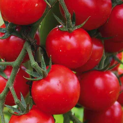 Tomate Cerise Supersweet 100 F1 Bio. Le pot de 1 litre