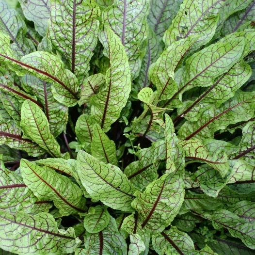 Bloedzuring zaden bio | Aromatische kruidenzaden