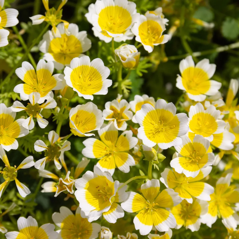 Limnanthe de Douglas Limnanthes douglasii