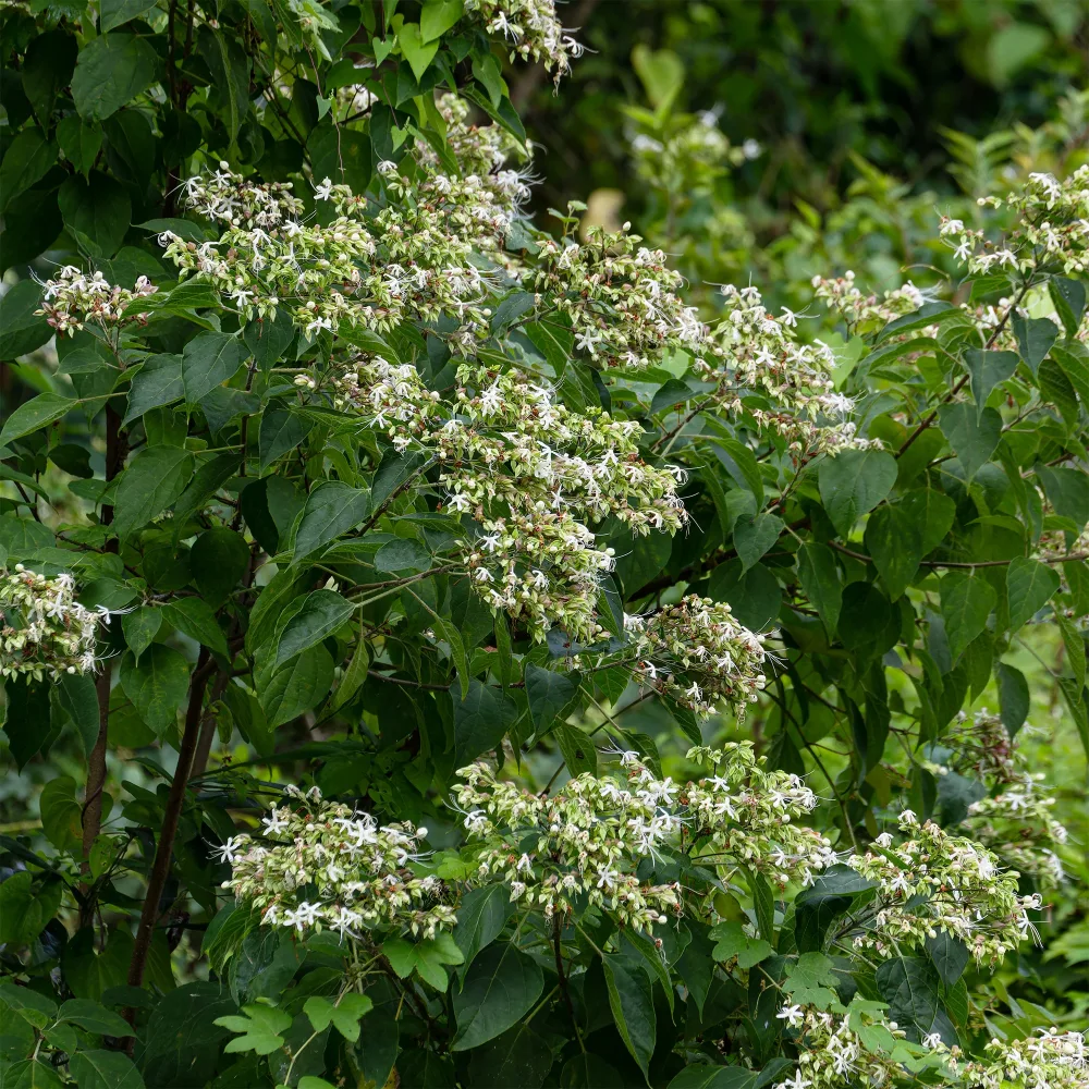 Arbre du clergé Clerodendrum trichotomum