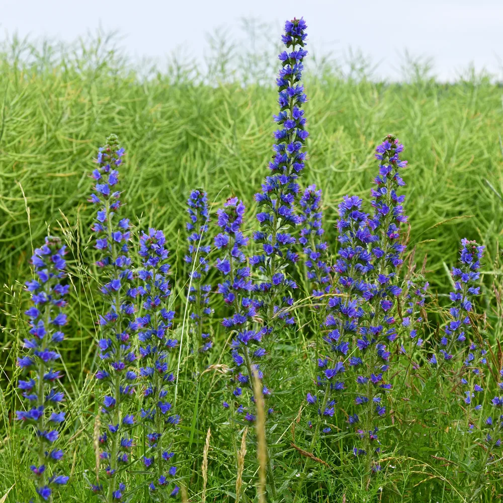 Echium vulgare - Vipérine commune Echium vulgare