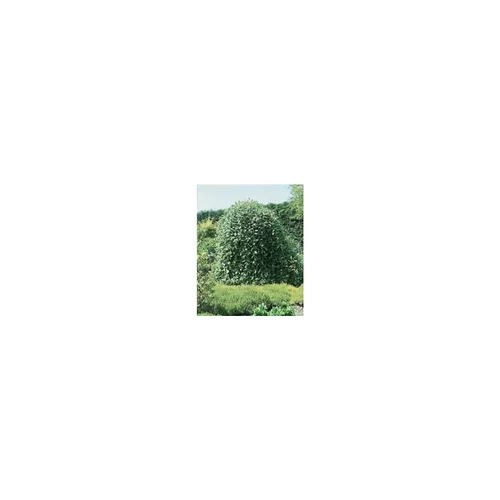 Saule Marsault pleureur (Salix Caprea Pendula). Le pot de 2 litres