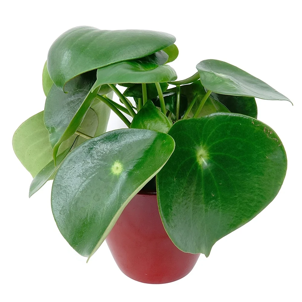 Peperomia Raindrop Peperomia raindrop