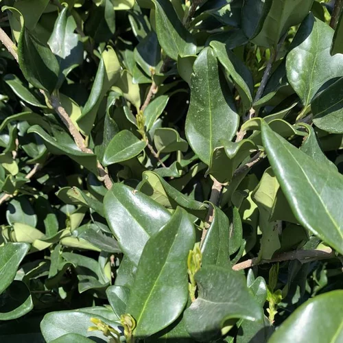 Troène (Ligustrum Lucidum Texanum). Le pot de 18 litres