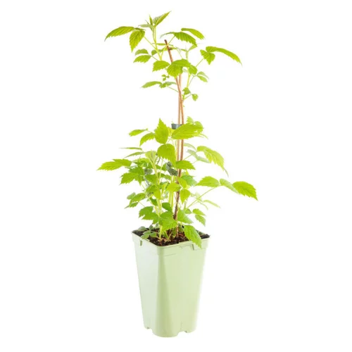 Framboisier Marastar Bio. Le pot de 1 litre