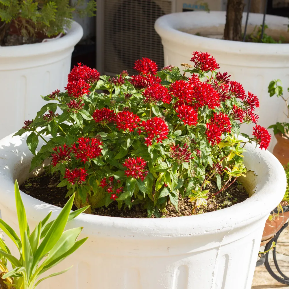 Pentas rouge Pentas red