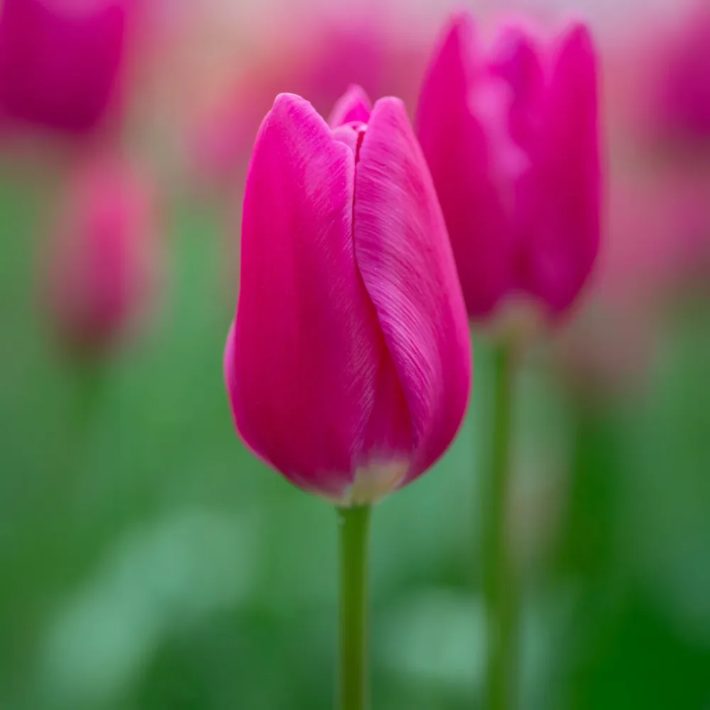 Tulipe triomphe Ardour Tulipa Ardour