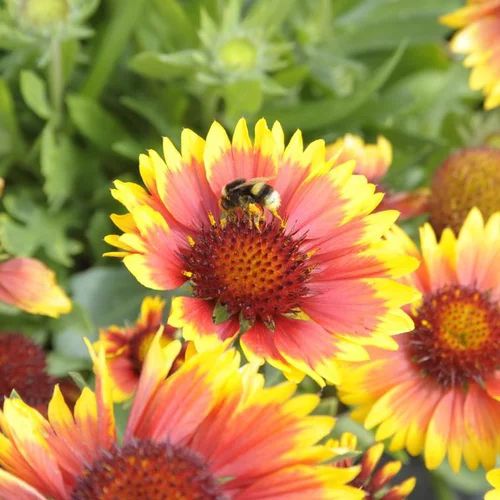 Gaillarde à fleurs multicolores - Le pot de 1 litre