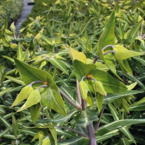 Repousse les taupes Bio - Le pot Biodégradable de 10.5 cm