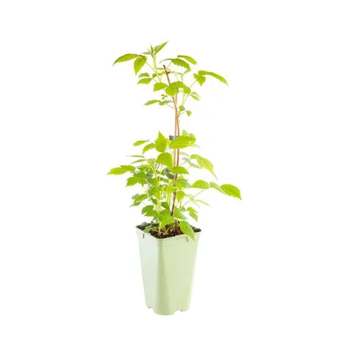 Framboisier 'Autumn Belle' Bio. Le pot de 2 litres