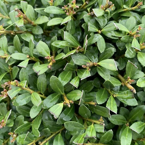 Houx crénelé vert. 140/160 cm