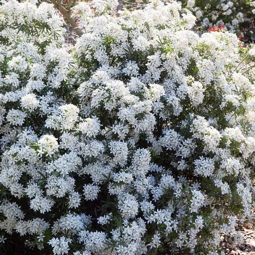 Oranger du Mexique White Dazzler (Choisya Ternata). Le pot de 4 litres