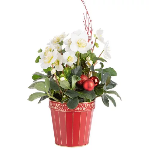 Composition de Noël hellebore multicolore pot en zin rouge et or