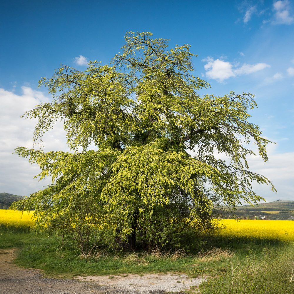 Orme de montagne Ulmus glabra
