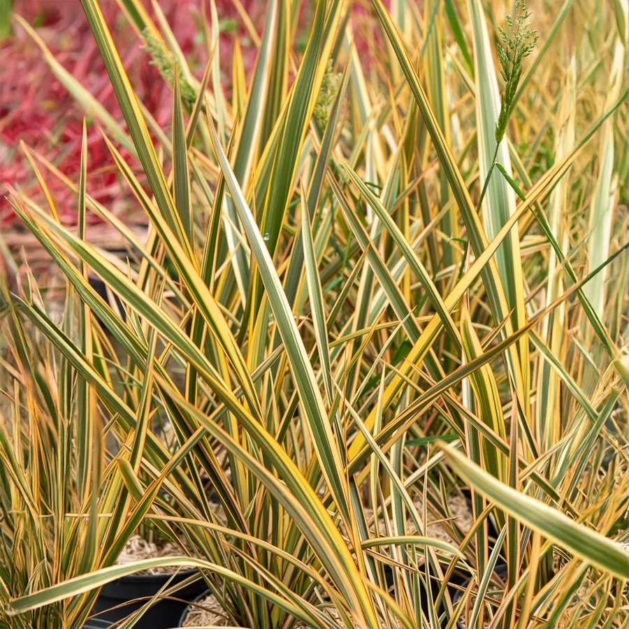 Phormium Golden Ray - Lin de Nouvelle-Zélande Phormium tenax Golden Ray