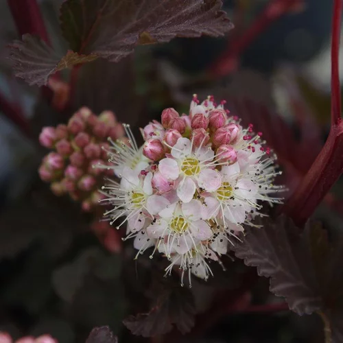 Physocarpe Lady in Red (Physocarpus Opulifolius). Le pot de 10 litres