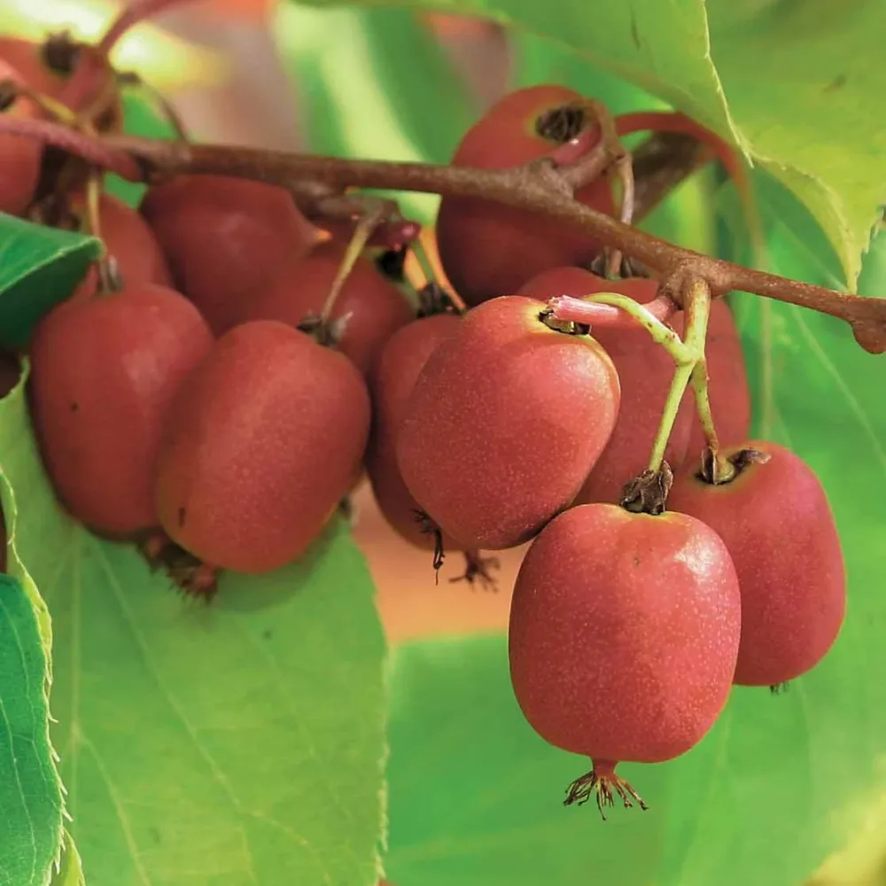 Couples de Kiwis rouges Weiki ® mâles et femelles Actinidia arguta Weiki ®