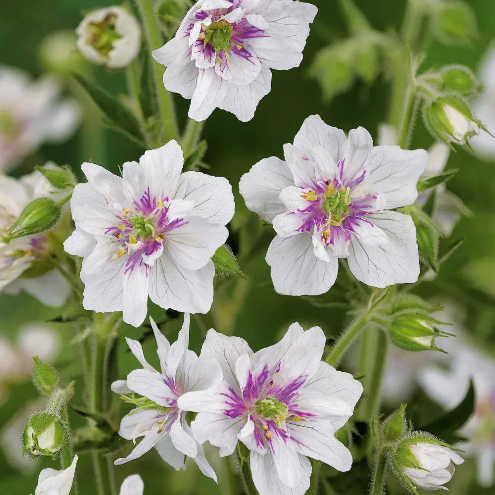 2 Géraniums vivaces doubles blancs Geranium pratense double jewel