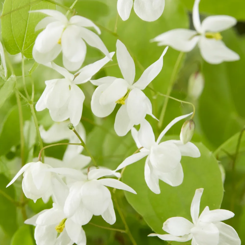 Epimedium Niveum Epimedium youngianum Niveum