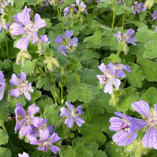 Géranium vivace Philippe Vapelle Geranium philippe vapelle