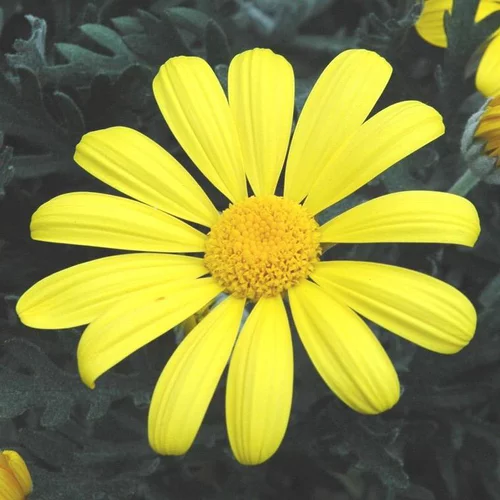 Euryops Chrysanthemoides - Le pot de 13 cm