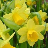 Narcisse tête à tête jaune dans un panier grillagé blanc