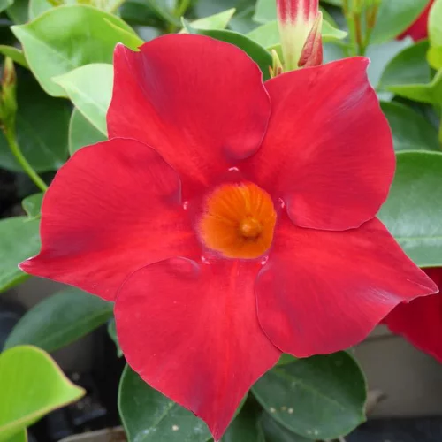 Dipladénia ou Mandevilla divers coloris. Le pot de 1 litre