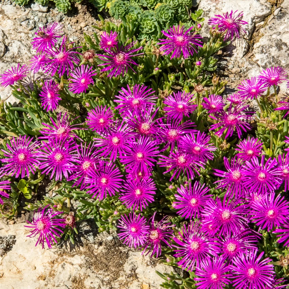 Delosperma de Cooper Delosperma cooperi