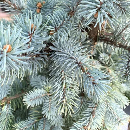 Epicea du Colorado (Picea Pungens) Hoopsii 125/150. Le pot 35 litres