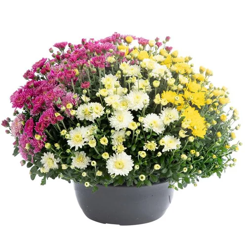 Marguerite d’automne multicolore ou chrysanthème Arlequin. La coupe de Ø 32 cm